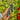 V3H83ED596CC1247728447C3C7244A491FAR4129707P6