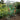 Nature Estufa para tomates 100x50x150 cm