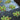 Nature Tela cobertura de solo para morangos 1,4x20 m 6030231