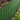 Nature Limitador de bordas de jardim 0,2x9 m verde