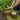Nature Limitador de bordas de jardim 0,15x10 m terracota