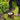 Nature Limitador de bordas de jardim 0,15x10 m terracota