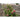 Nature Treliça de jardim 100x200 cm bambu 6040722