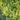 Nature Tela de jardim em malha quadrada 5x5 mm 1x3m verde