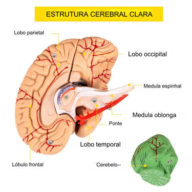 Modelo Anatômico de Cérebro e Crânio Colorido 1:1